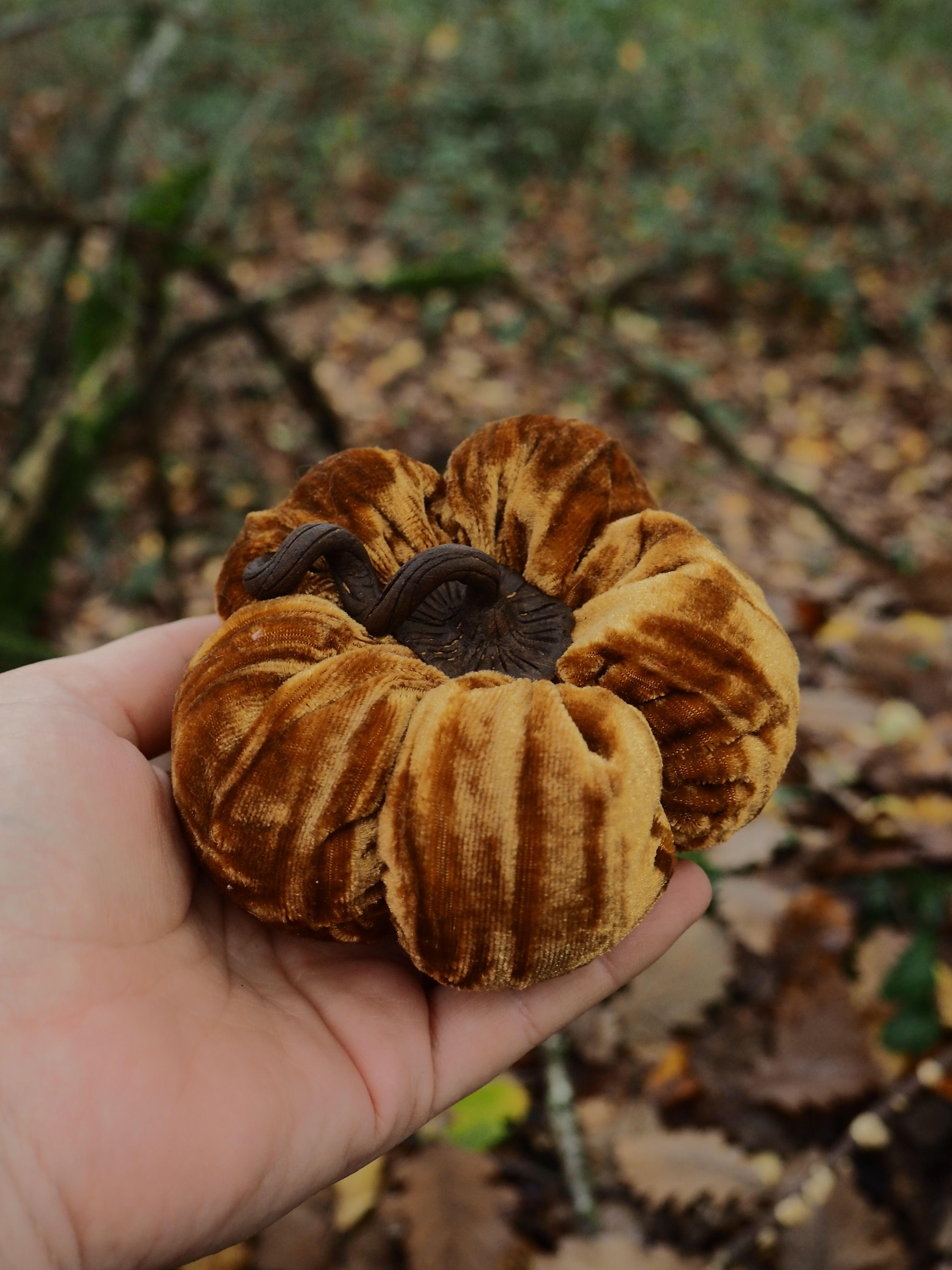 Cette image montre une main tenant délicatement un champignon de forme très distinctive. Il s'agit d'un champignon aux lamelles plissées et rayonnantes qui partent du centre vers l'extérieur, créant un motif en éventail ou en parasol. La couleur varie du brun doré au brun plus foncé, avec des nuances plus claires sur les bords des lamelles. Le champignon présente une structure caractéristique avec un centre sombre et des plis réguliers qui lui donnent une apparence presque textile, rappelant un tissu plissé ou froissé. Sa forme générale évoque celle d'une fleur ou d'un petit parapluie inversé. L'arrière-plan montre un environnement forestier naturel avec des feuilles mortes au sol et de la végétation floue, suggérant que ce champignon a été trouvé dans son habitat naturel. La photographie met bien en valeur les détails et la texture unique de ce spécimen fongique grâce à la mise au point nette sur le champignon contrastant avec l'arrière-plan artistiquement flouté.