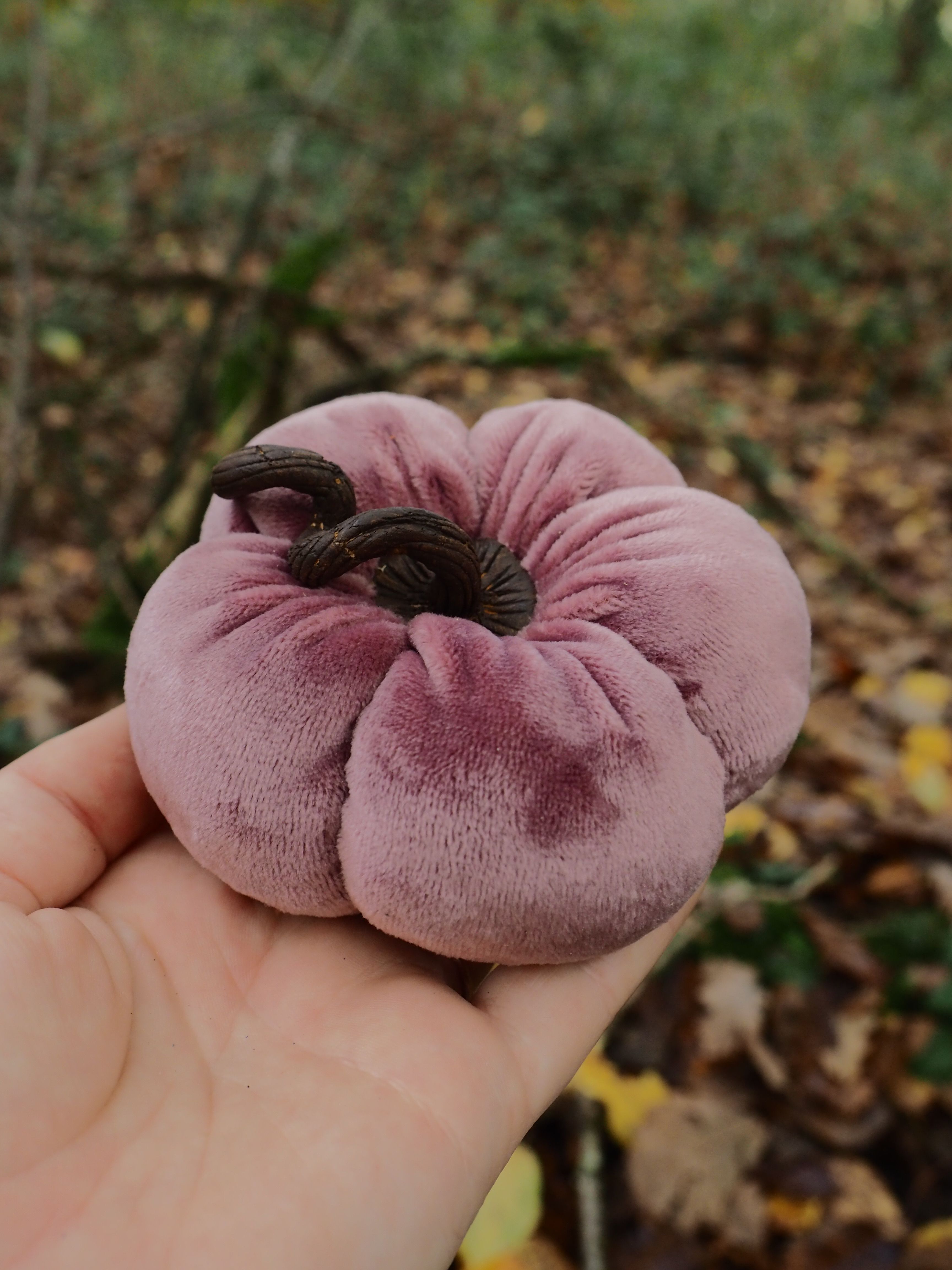 Cette image montre une main tenant délicatement un champignon de couleur violette ou mauve. Le champignon présente une forme caractéristique avec des plis ou des lobes arrondis qui lui donnent un aspect ondulé et charnu. Sa texture semble veloutée et sa couleur varie dans les tons de violet-rose. L'arrière-plan est flou mais on distingue un environnement forestier avec des feuilles mortes au sol et de la végétation, suggérant que ce champignon a été trouvé dans son habitat naturel. La photographie est prise en extérieur avec une lumière naturelle qui met bien en valeur les nuances de couleur du spécimen. Ce type de champignon aux teintes violacées pourrait appartenir à la famille des champignons comestibles comme certaines variétés de pleurotes ou d'autres espèces forestières, bien qu'une identification précise nécessiterait une expertise mycologique approfondie. La composition de l'image met l'accent sur la beauté naturelle et la forme particulière de ce champignon, créant un contraste saisissant entre sa couleur inhabituelle et l'environnement terreux de la forêt.