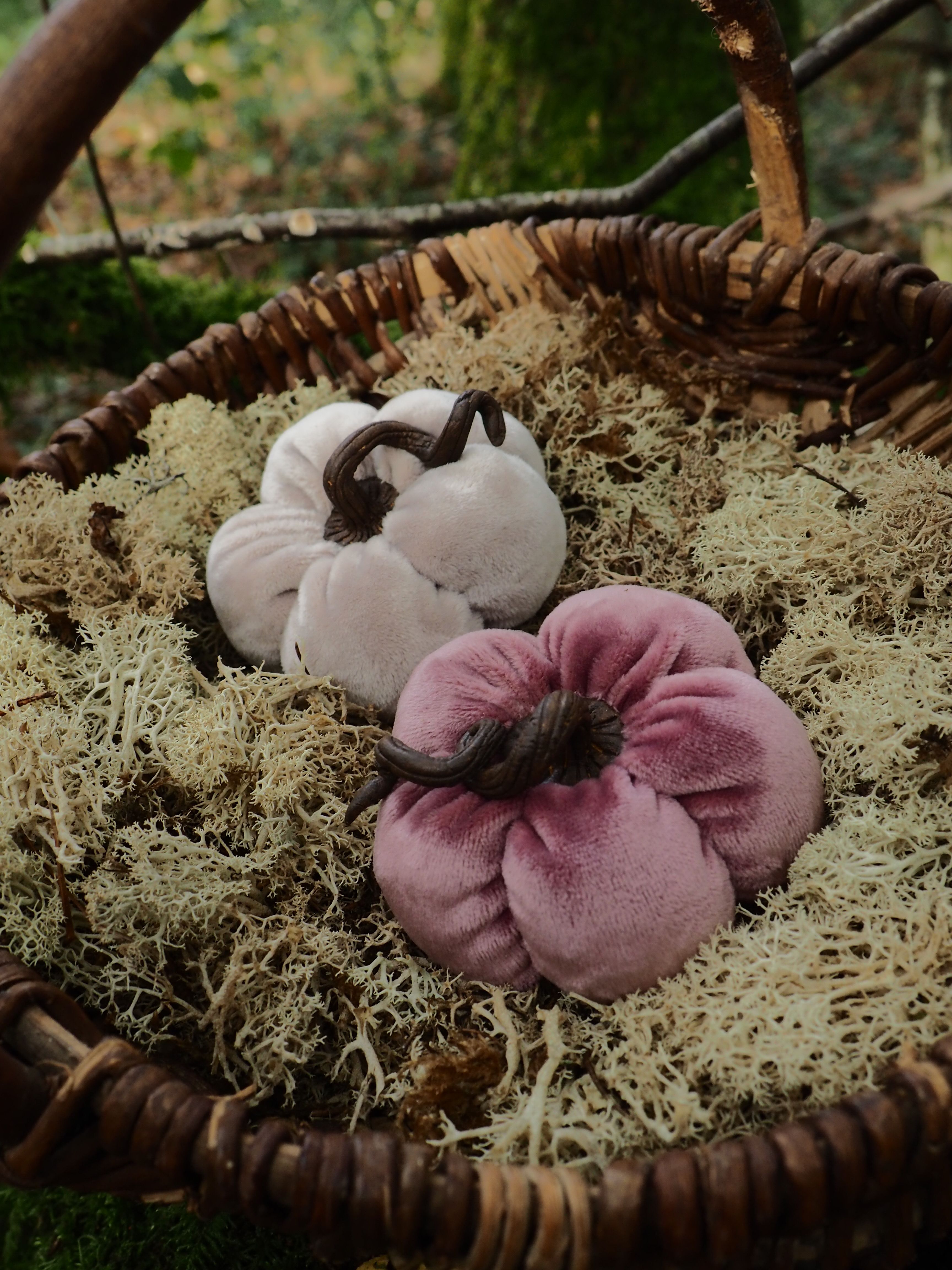 Cette image montre un panier en osier tressé contenant plusieurs champignons disposés sur un lit de mousse ou de lichen séché. On peut observer : **Les champignons :**
- Plusieurs spécimens de couleurs variées
- Des champignons blancs ou crème
- Un champignon remarquable de couleur rose-violacée avec des nuances plus foncées
- Les champignons semblent frais et bien conservés **Le contenant :**
- Un panier traditionnel en osier avec un tressage visible
- Une anse en bois naturel
- Le panier repose sur ce qui semble être de l'herbe ou de la végétation **L'environnement :**
- Cadre naturel et rustique
- Éclairage doux qui met en valeur les couleurs des champignons
- Ambiance champêtre typique de la cueillette de champignons Cette composition évoque une récolte de champignons sauvages, probablement lors d'une sortie en forêt. La présentation soignée dans le panier traditionnel et sur le lit de mousse suggère une approche respectueuse de ces produits naturels.