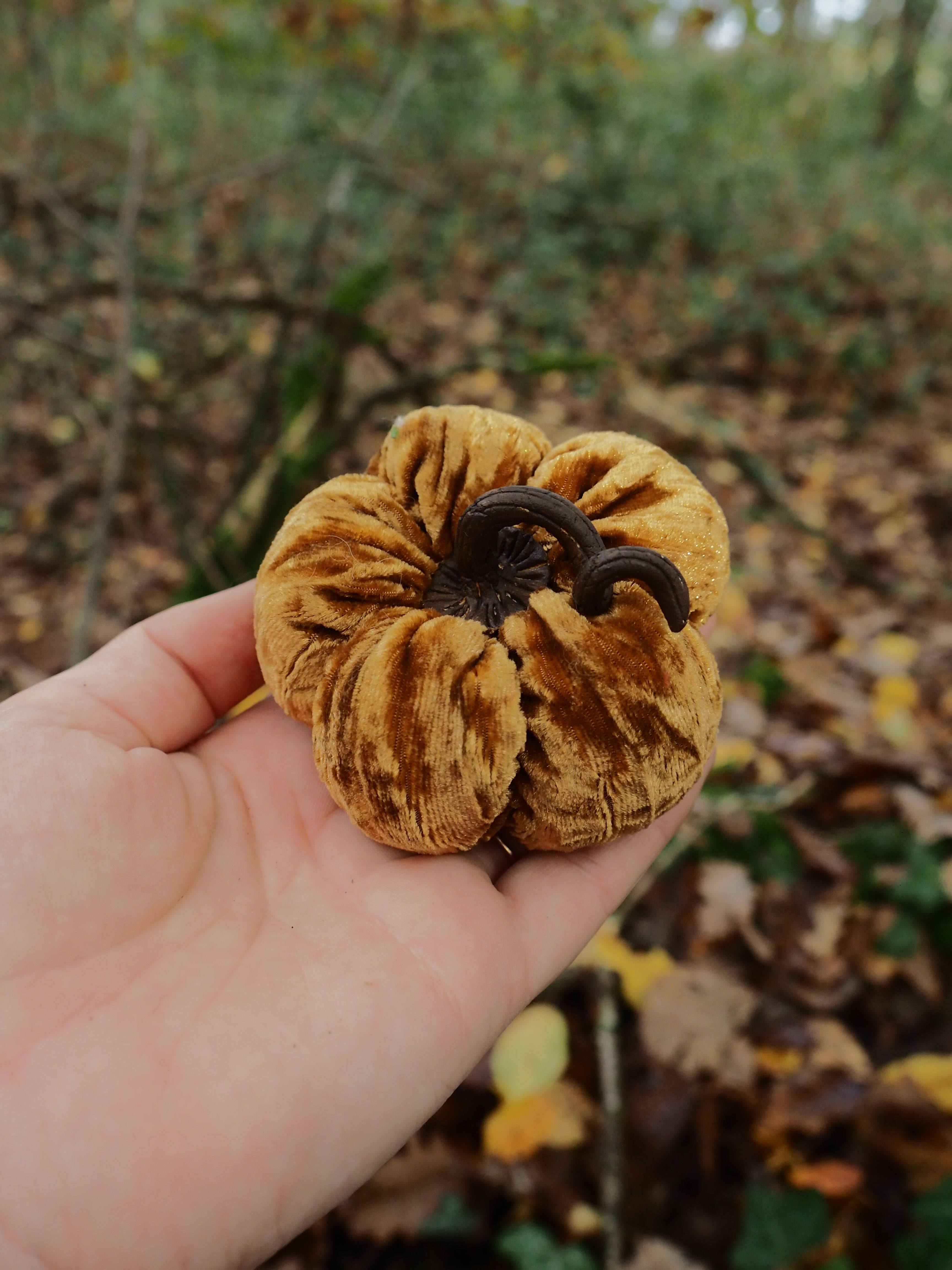 Cette image montre une main tenant un champignon dans un environnement forestier automnal. Le champignon présente une forme distinctive en éventail ou en rosette, avec des plis radiaux caractéristiques de couleur brun doré à ocre. Au centre, on peut observer une zone plus sombre, presque noire. L'arrière-plan révèle un sol forestier typique de l'automne, jonché de feuilles mortes dans des tons bruns et dorés, avec une végétation verdoyante floue en arrière-plan. L'éclairage naturel met en valeur les détails et la texture du champignon. Par sa forme plissée et sa coloration, ce spécimen ressemble à un champignon du genre *Paxillus* ou pourrait être apparenté aux chanterelles, bien qu'une identification précise nécessiterait un examen plus approfondi des caractéristiques botaniques spécifiques. La composition de l'image met l'accent sur la découverte mycologique, illustrant parfaitement l'activité de cueillette de champignons en forêt durant la saison automnale.