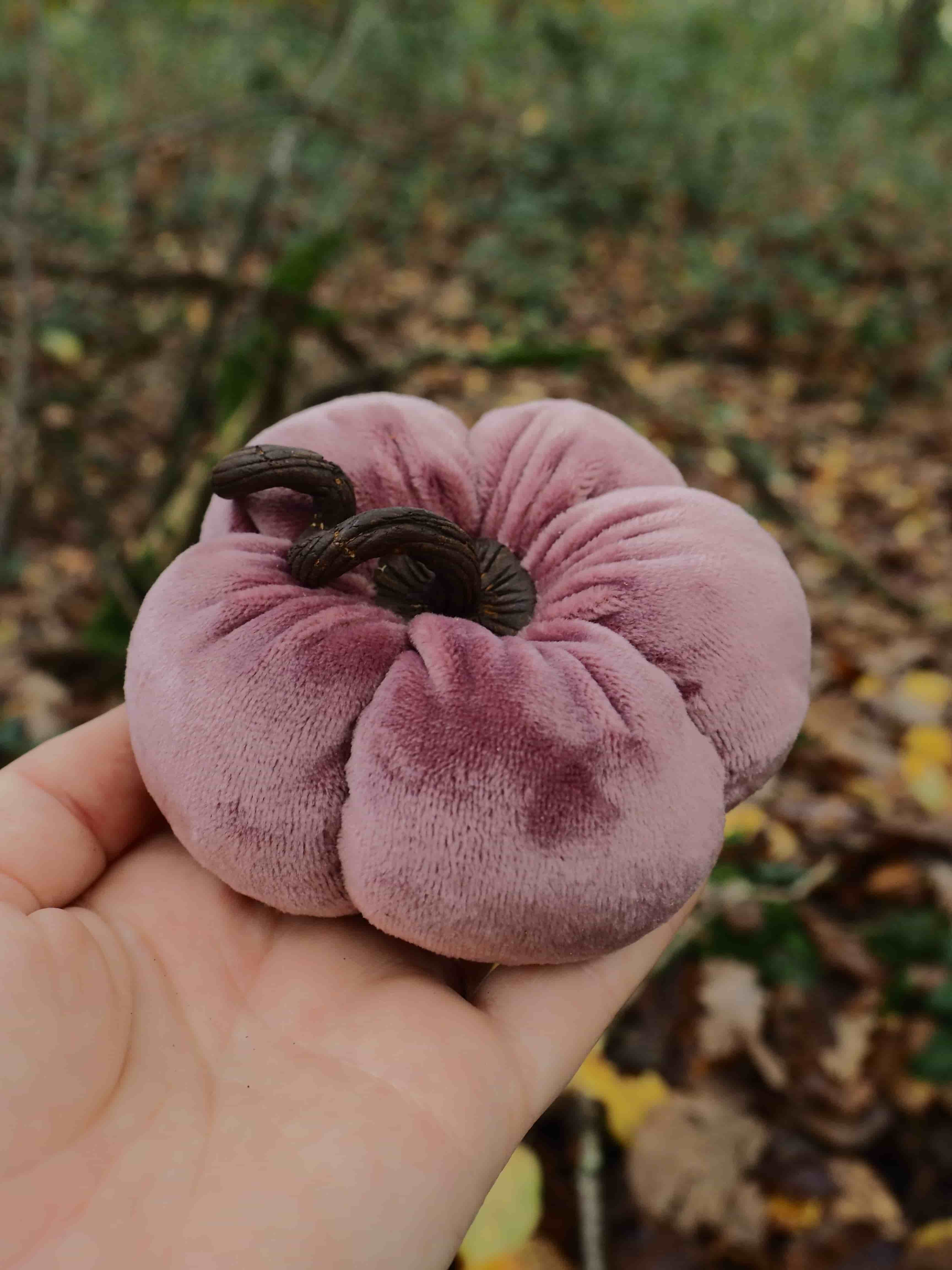 Cette image montre une main tenant délicatement un champignon de couleur violette ou mauve. Le champignon présente une forme caractéristique avec des plis ou des lobes arrondis qui lui donnent un aspect ondulé et charnu. Sa texture semble veloutée et sa couleur varie dans les tons de violet-rose. L'arrière-plan est flou mais on distingue un environnement forestier avec des feuilles mortes au sol et de la végétation, suggérant que ce champignon a été trouvé dans son habitat naturel. La photographie est prise en extérieur avec une lumière naturelle qui met bien en valeur les nuances de couleur du spécimen. Ce type de champignon aux teintes violacées pourrait appartenir à la famille des champignons comestibles comme certaines variétés de pleurotes ou d'autres espèces forestières, bien qu'une identification précise nécessiterait une expertise mycologique approfondie. La composition de l'image met l'accent sur la beauté naturelle et la forme particulière de ce champignon, créant un contraste saisissant entre sa couleur inhabituelle et l'environnement terreux de la forêt.