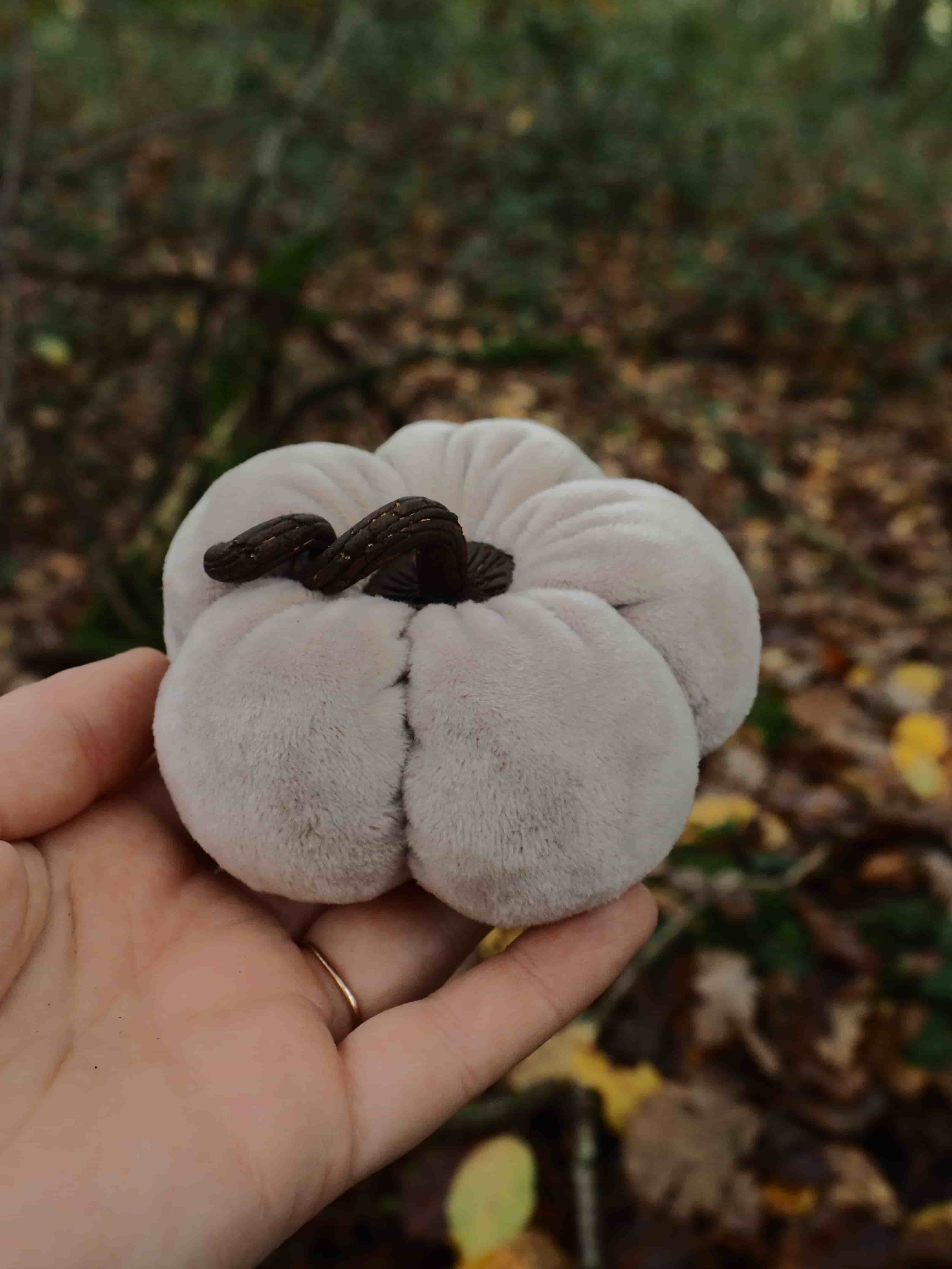 Cette image montre une main tenant un champignon blanc de forme particulière. Le champignon présente une structure lobée et ondulée, avec une surface lisse et claire de couleur blanc cassé à grisâtre. Au centre, on peut observer une zone plus sombre, presque noire, qui contraste avec le reste du champignon. La forme du champignon est très distinctive - il ressemble à des lobes ou des pétales arrondis qui se rejoignent, créant une apparence quelque peu cérébrale ou coral-like. Cette morphologie suggère qu'il pourrait s'agir d'un champignon de la famille des champignons gélatineux ou d'une espèce particulière de champignon des bois. L'arrière-plan montre un environnement forestier naturel avec des feuilles mortes au sol et une végétation floue, ce qui indique que le champignon a probablement été trouvé dans son habitat naturel. La main qui le tient permet d'apprécier sa taille, qui semble être de quelques centimètres de diamètre. La texture du champignon paraît lisse et potentiellement gélatineuse, caractéristique de certaines espèces de champignons sauvages.