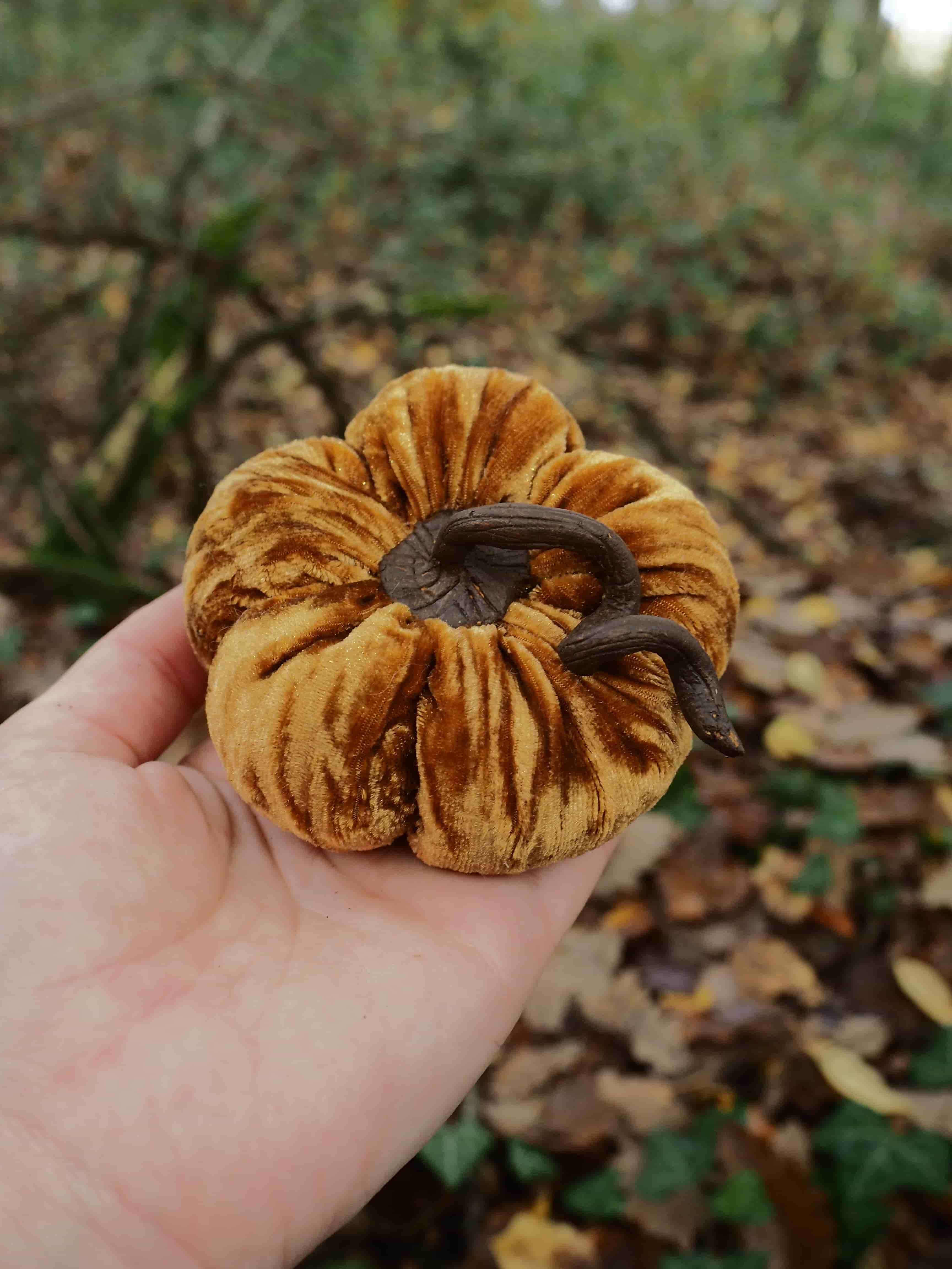 Cette image montre une main tenant un champignon de forme très distinctive. Il s'agit d'un champignon avec un chapeau de couleur brun-orangé qui présente une structure plissée caractéristique, formant des ondulations radiales qui partent du centre vers l'extérieur, créant un motif en forme d'éventail ou de fleur. Le champignon a un aspect desséché ou mature, avec une texture qui semble légèrement coriace. Au centre, on peut voir une zone plus sombre qui correspond probablement à l'emplacement du pied du champignon. L'arrière-plan montre un environnement forestier typique avec des feuilles mortes jonchant le sol, dans des tons bruns et dorés caractéristiques de l'automne. La végétation visible suggère un sous-bois naturel où ce type de champignon pousse habituellement. La forme très particulière de ce champignon, avec ses plis radiaux distinctifs, évoque celle d'un champignon de la famille des chanterelles ou d'espèces apparentées, bien que sa couleur et son état de conservation rendent l'identification précise difficile sans expertise mycologique approfondie.