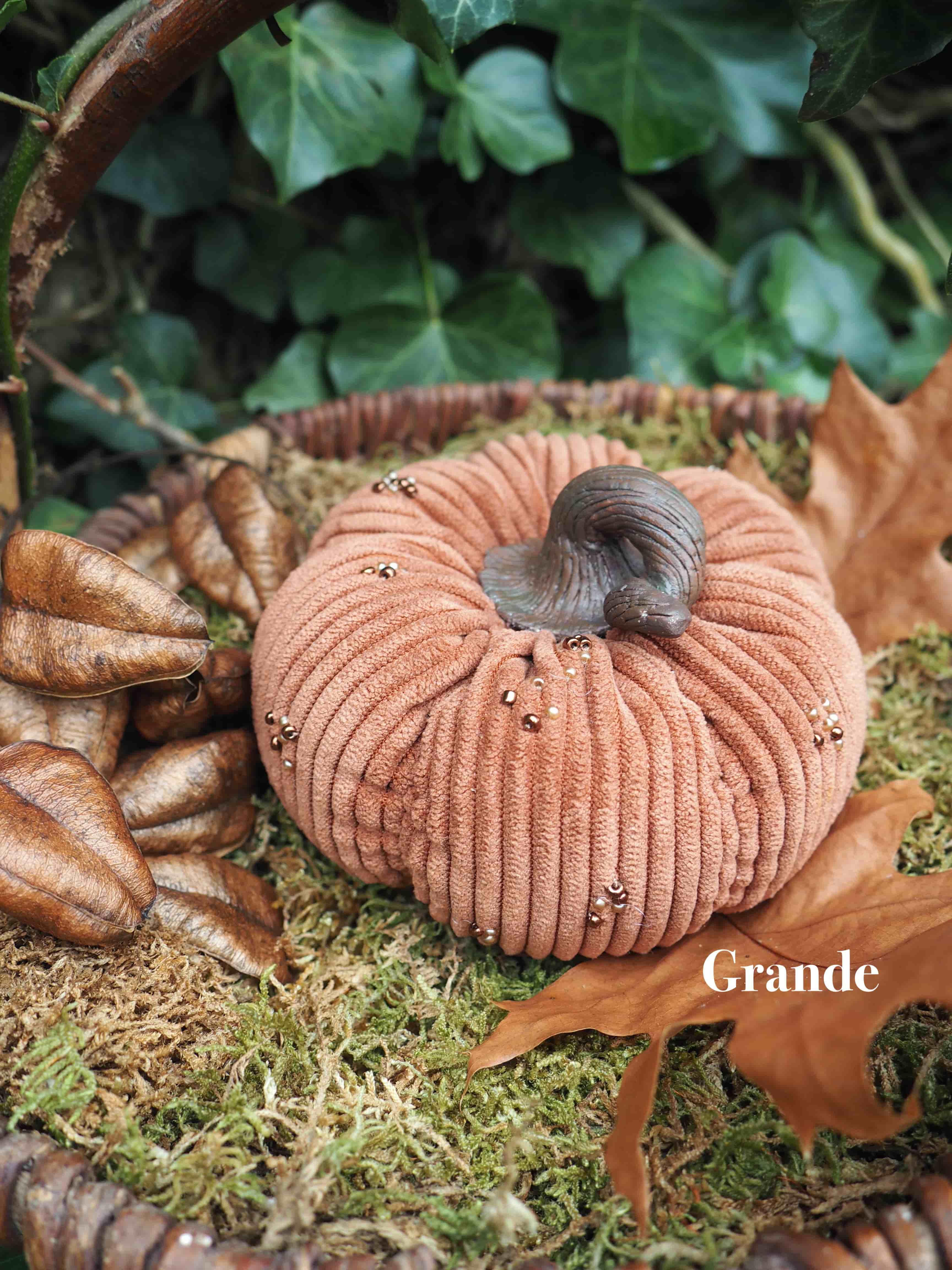 Citrouille, Usine, Citrouille, Citrouille, Courge d'hiver, Botanique, Aliments naturels, Bois, Squash, Gourde